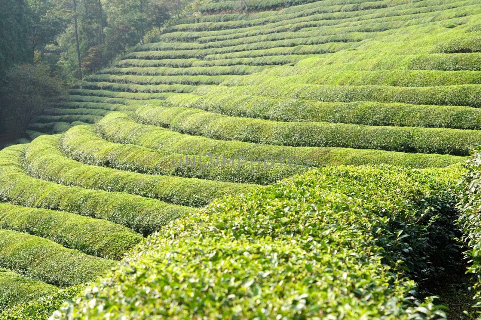 A green tea farm on a hillside in asia