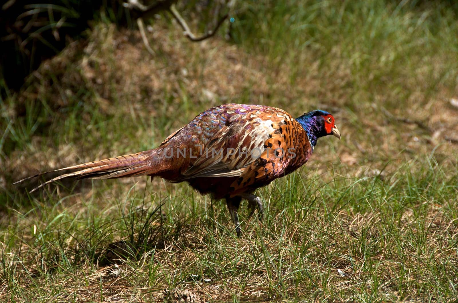 pheasant [Phasianus colchicus] walking on a green meadow