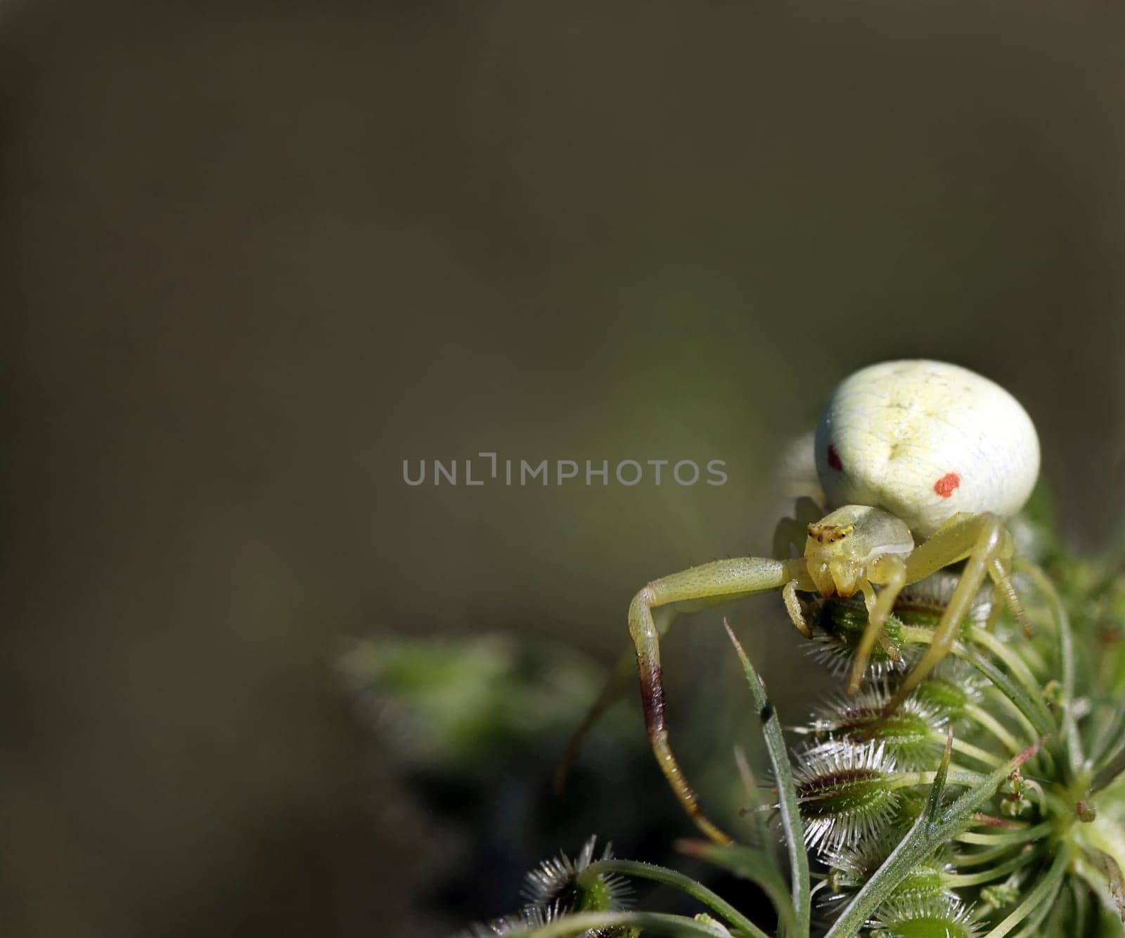 Crab Spider Misumena