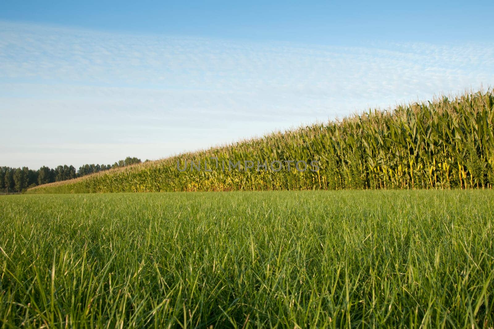 corn cornfield