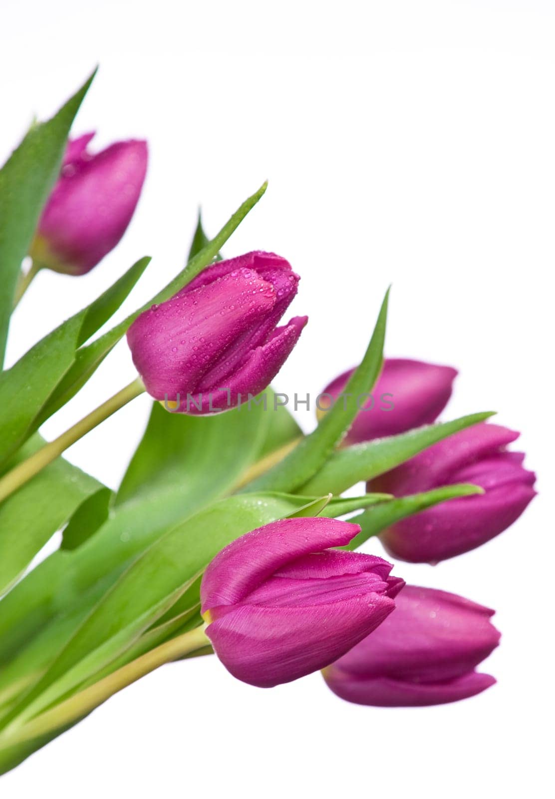 purple tulips isolated on a white background.please have a look at my other images about this subject