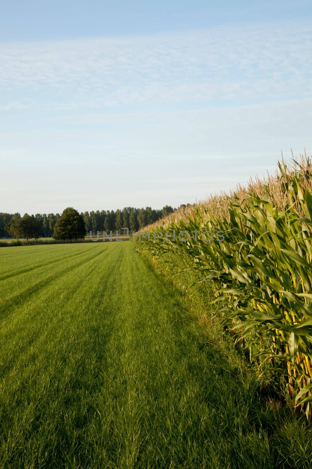 corn cornfield