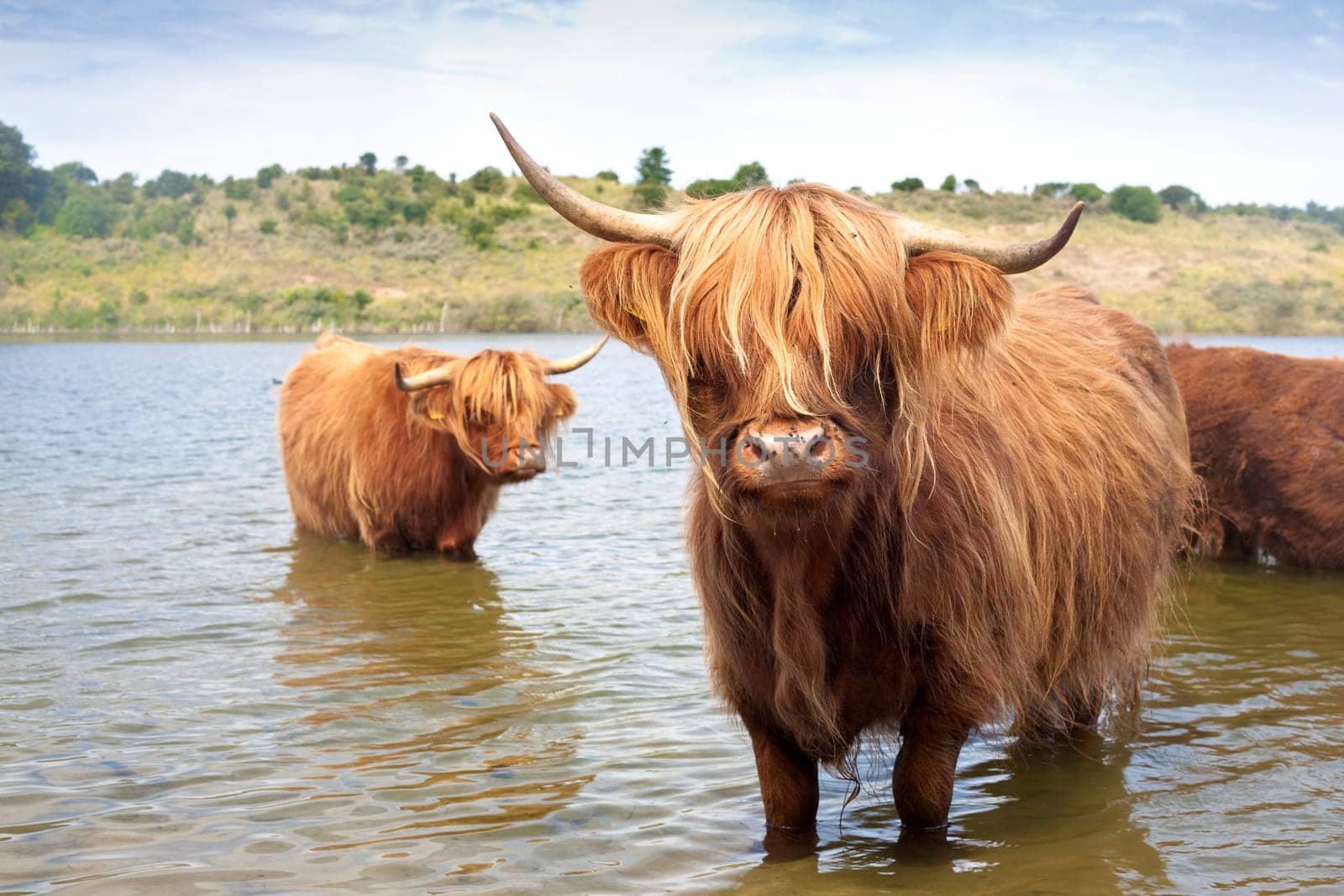 cattle of scottisch highland cows