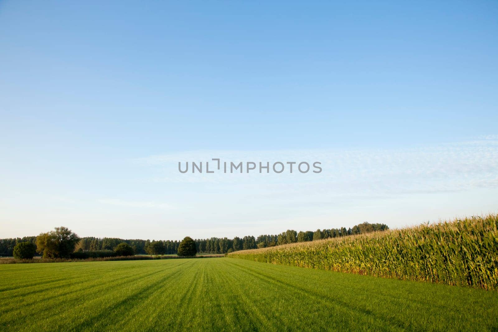 corn cornfield