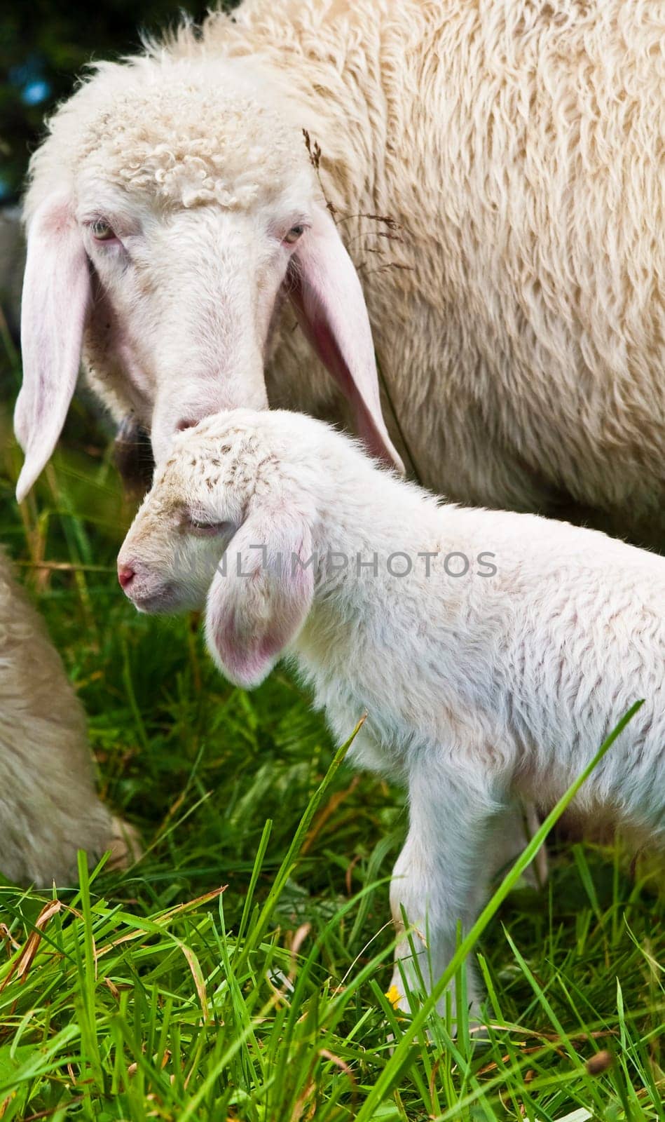A young mother sheep nurturing her newborn baby lamb