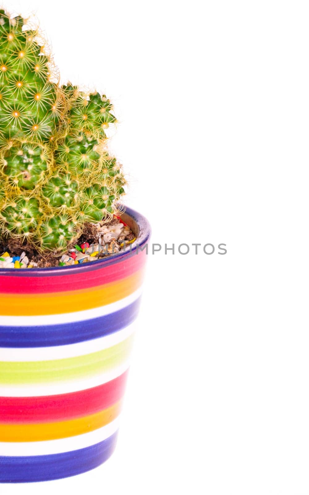 A small green cactus in a colorful rainbow pot isolated