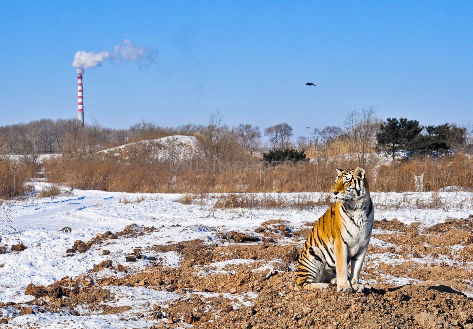 A tiger sits as a smokestack pollutes the air and his habitat is destroyed