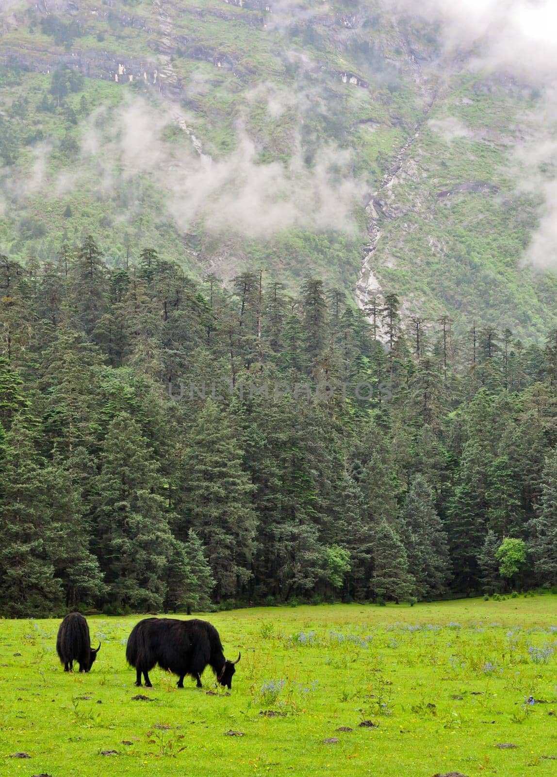 A yak grazing in a meadow in Lijiang, China