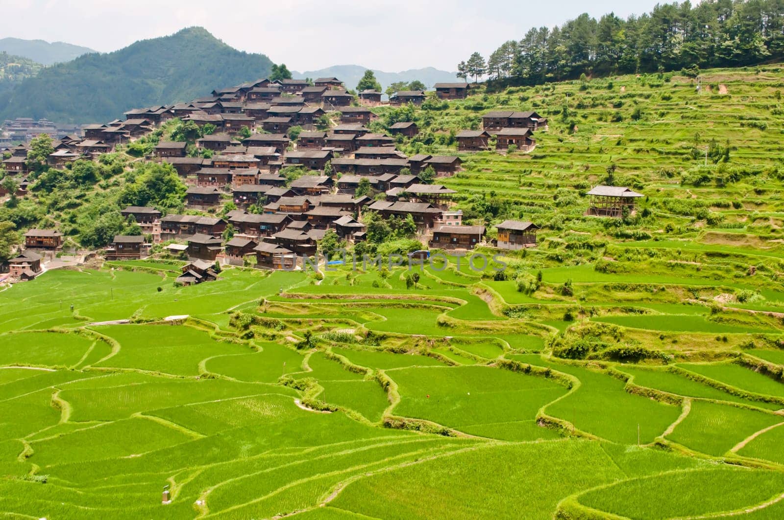 Large rice terraces with ethnic Chinese minority village