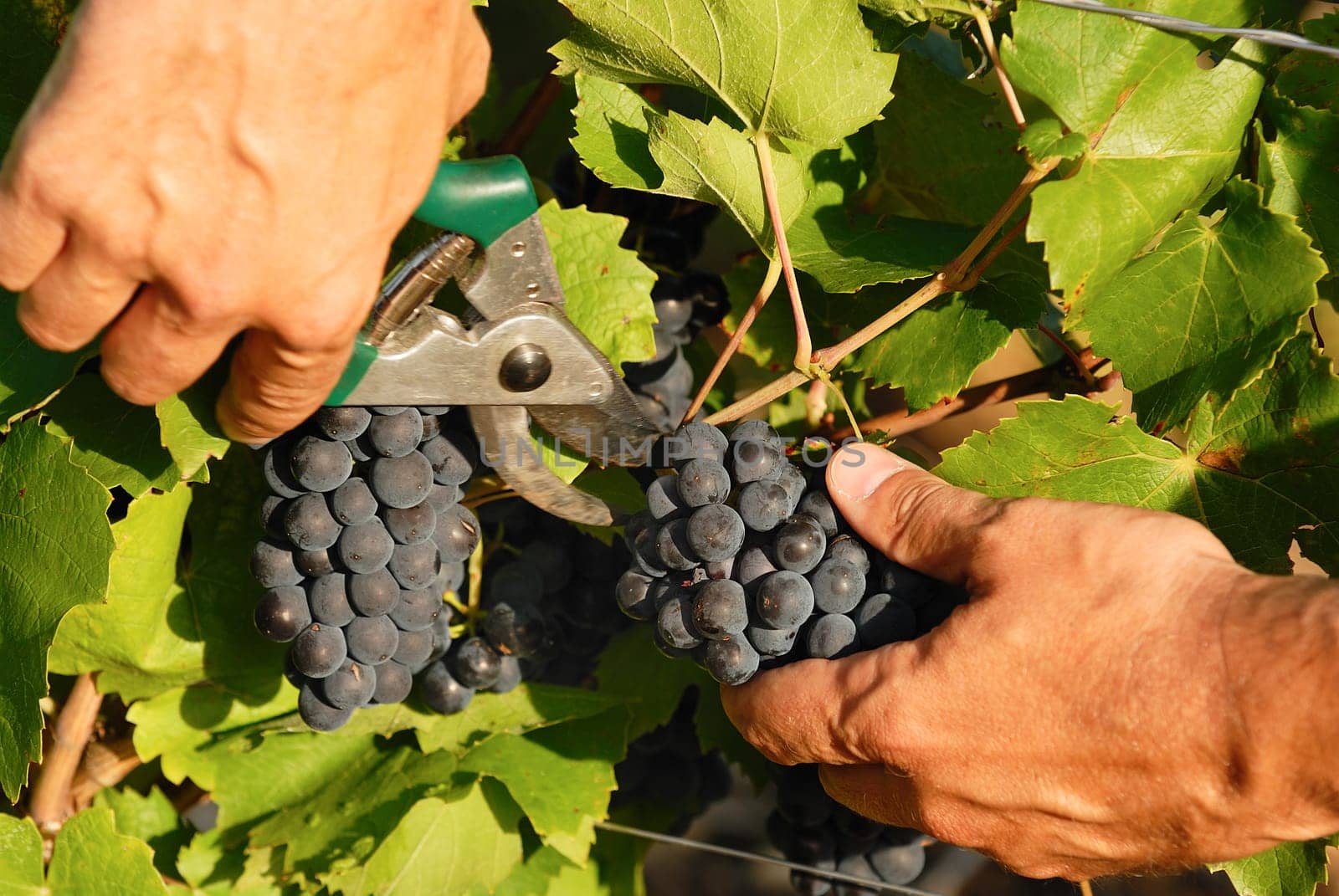 man hands harvesting grapes in french fields