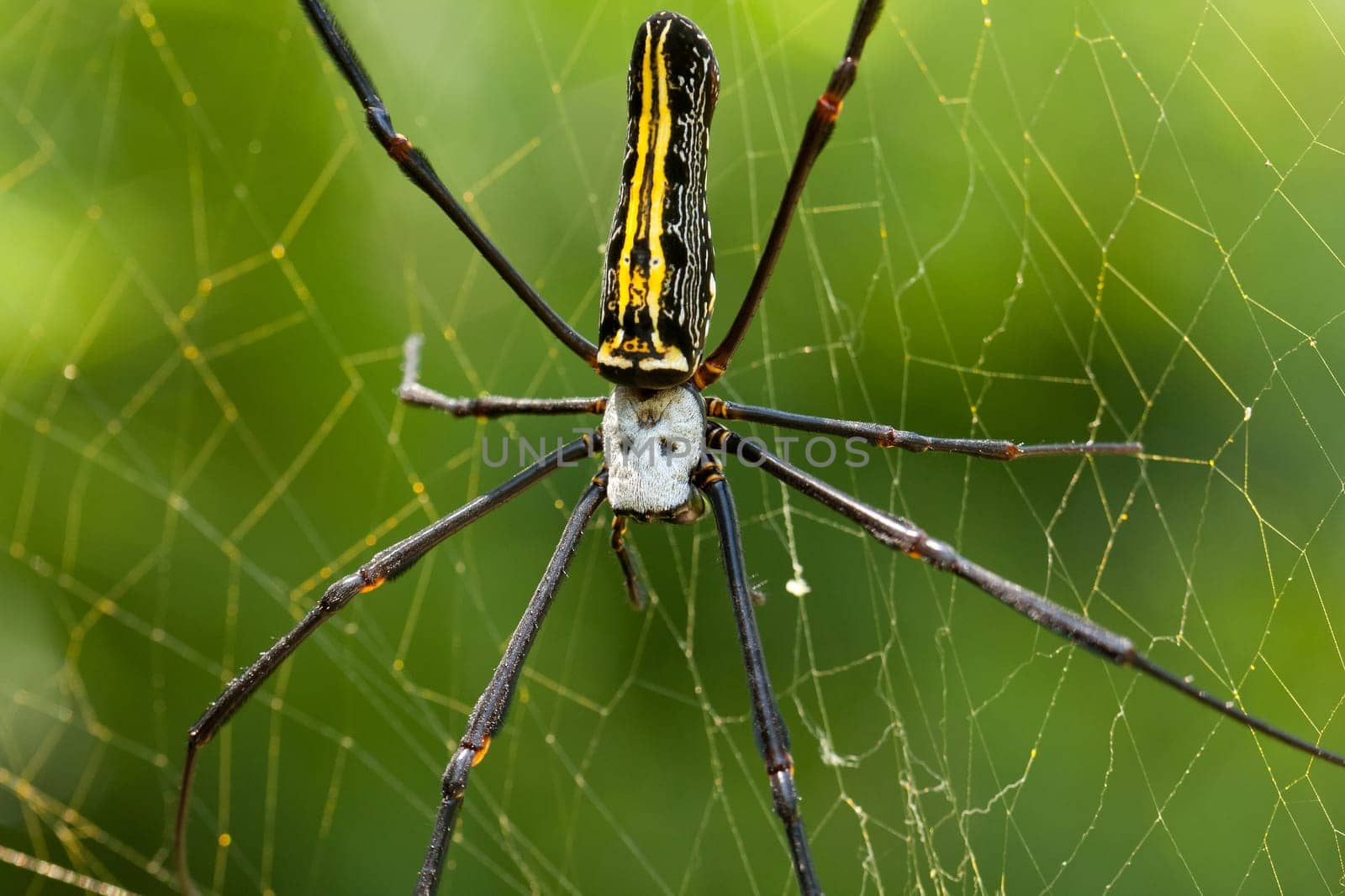Skull spider,close-up of tropical insect in its web