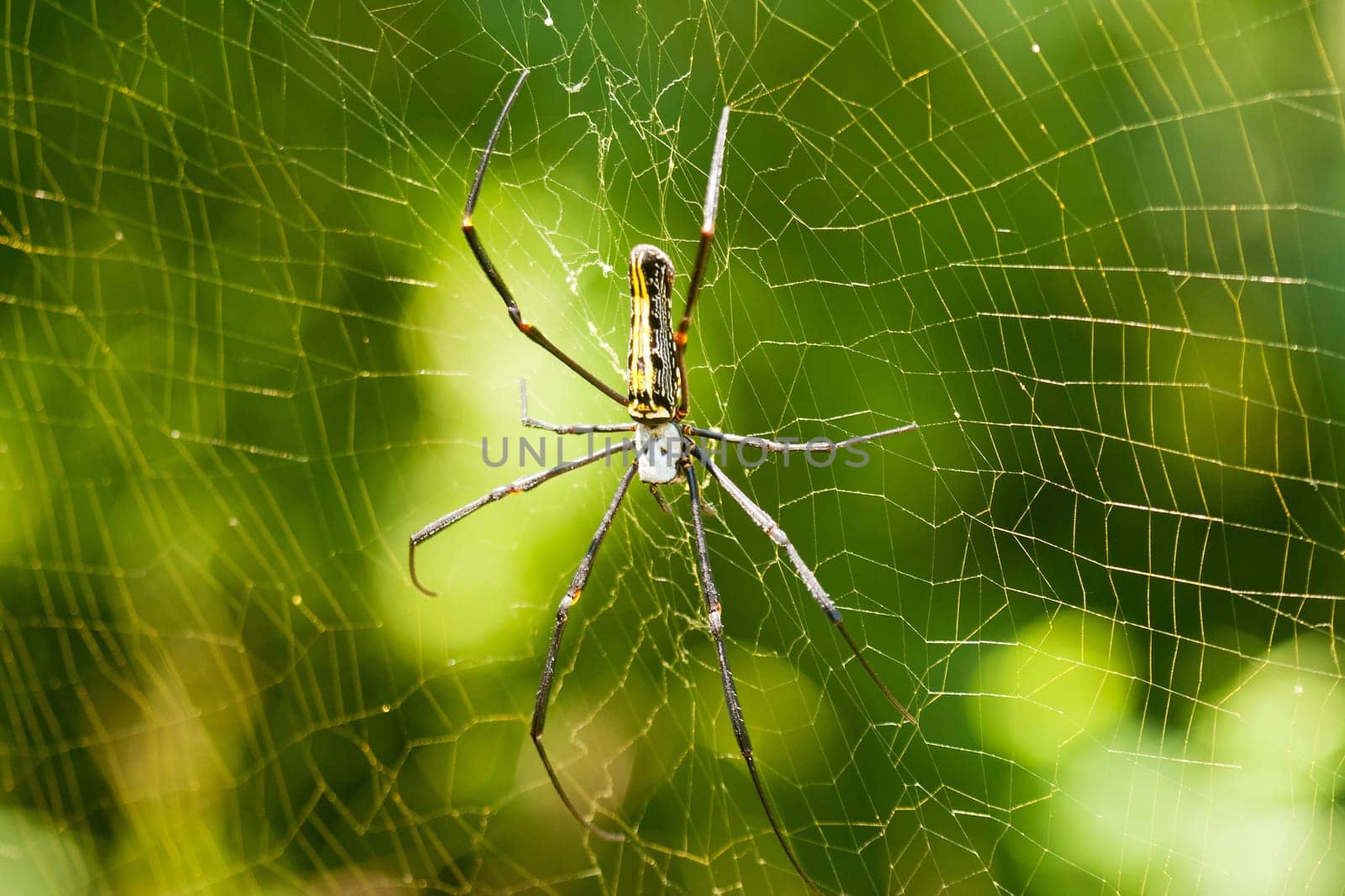 Skull spider,close-up of tropical insect in its web