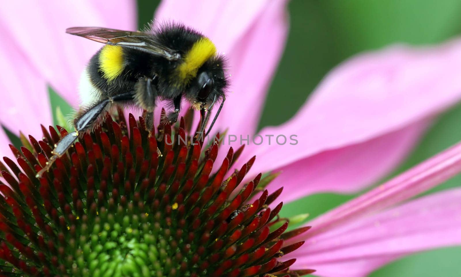 Bumblebee on coneflower