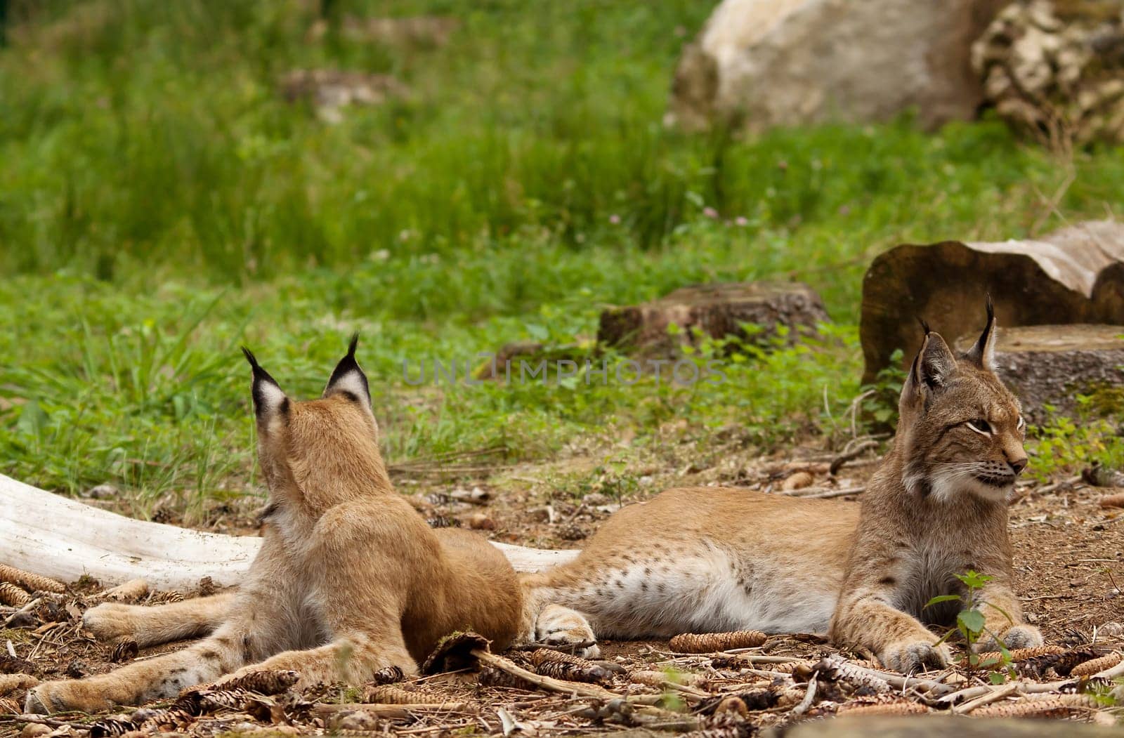 Lynx Pairs