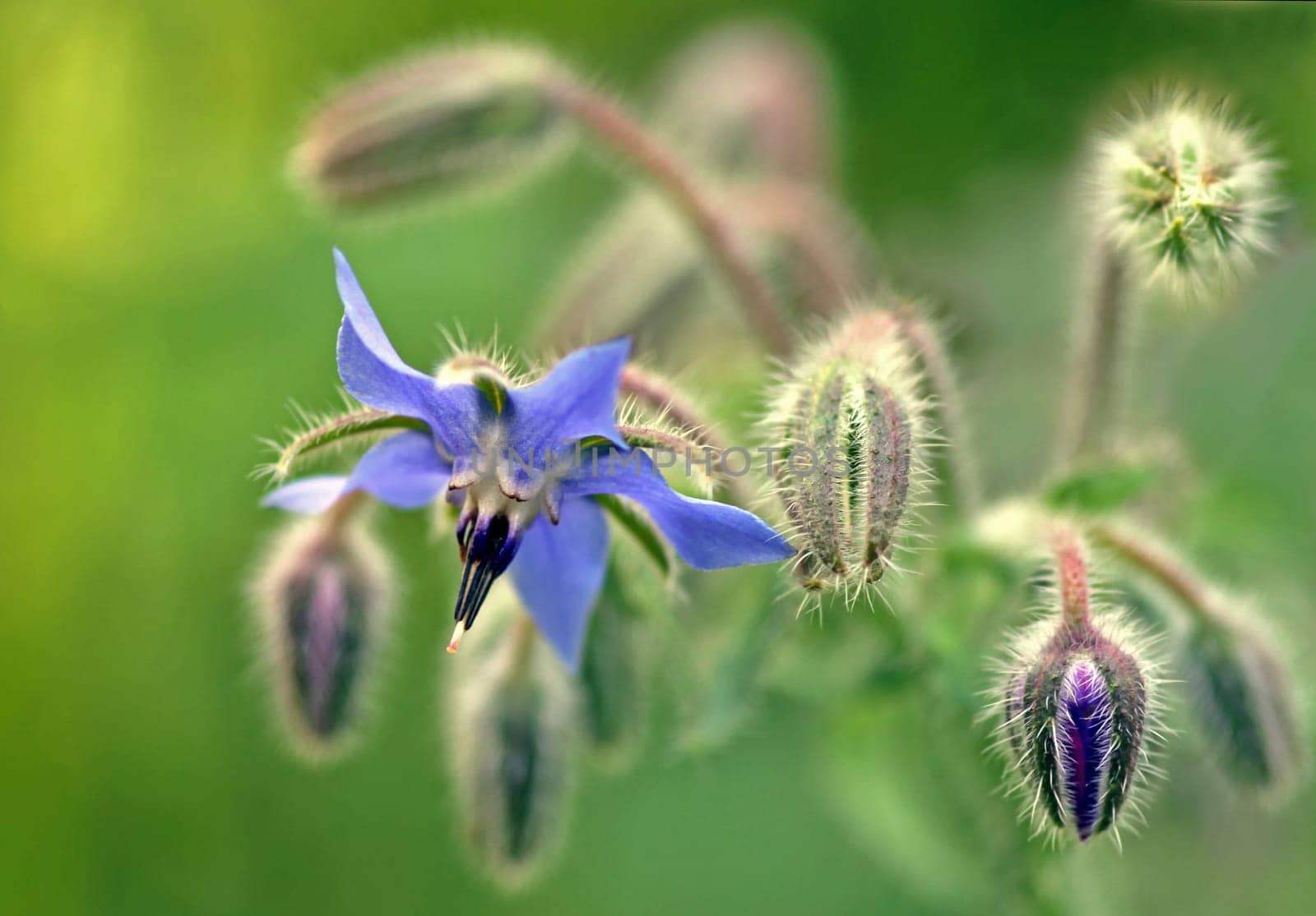 Borago officinali
