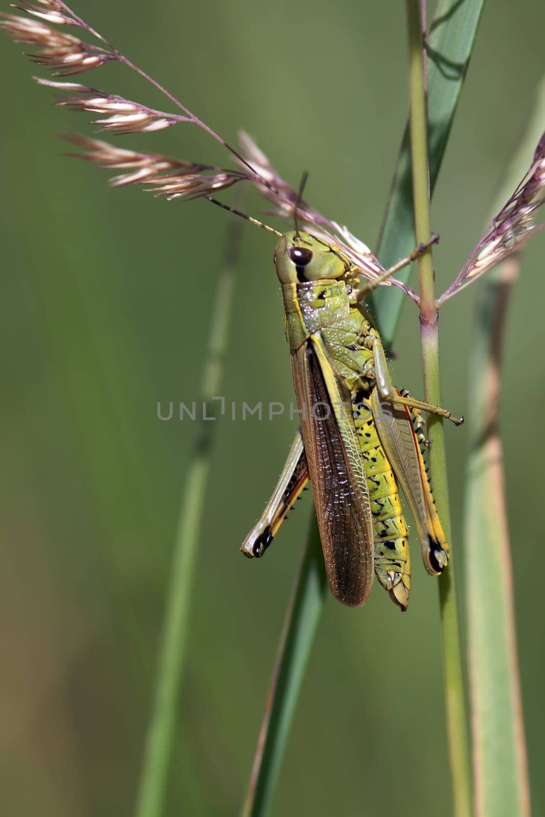 Grasshopper