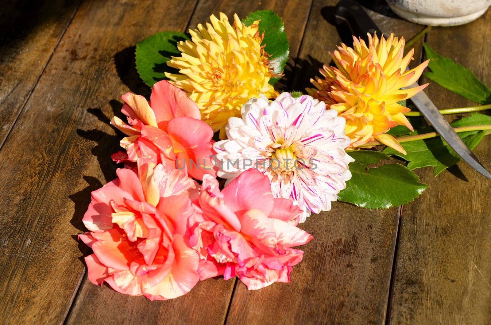 Flowers,Dahlias,Decoration,Garden,Safes
