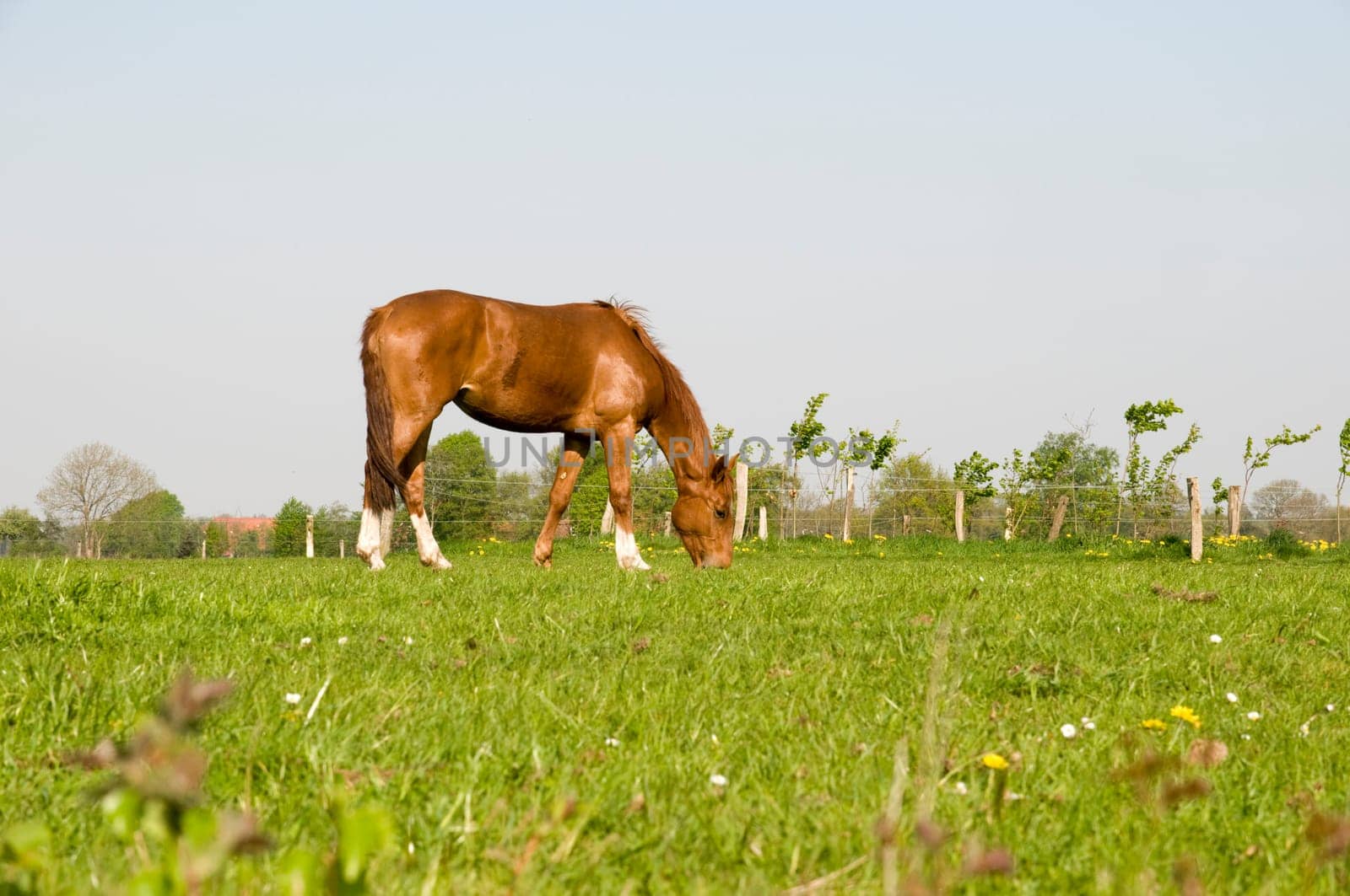 grazing horses in a paddock in East Frisia