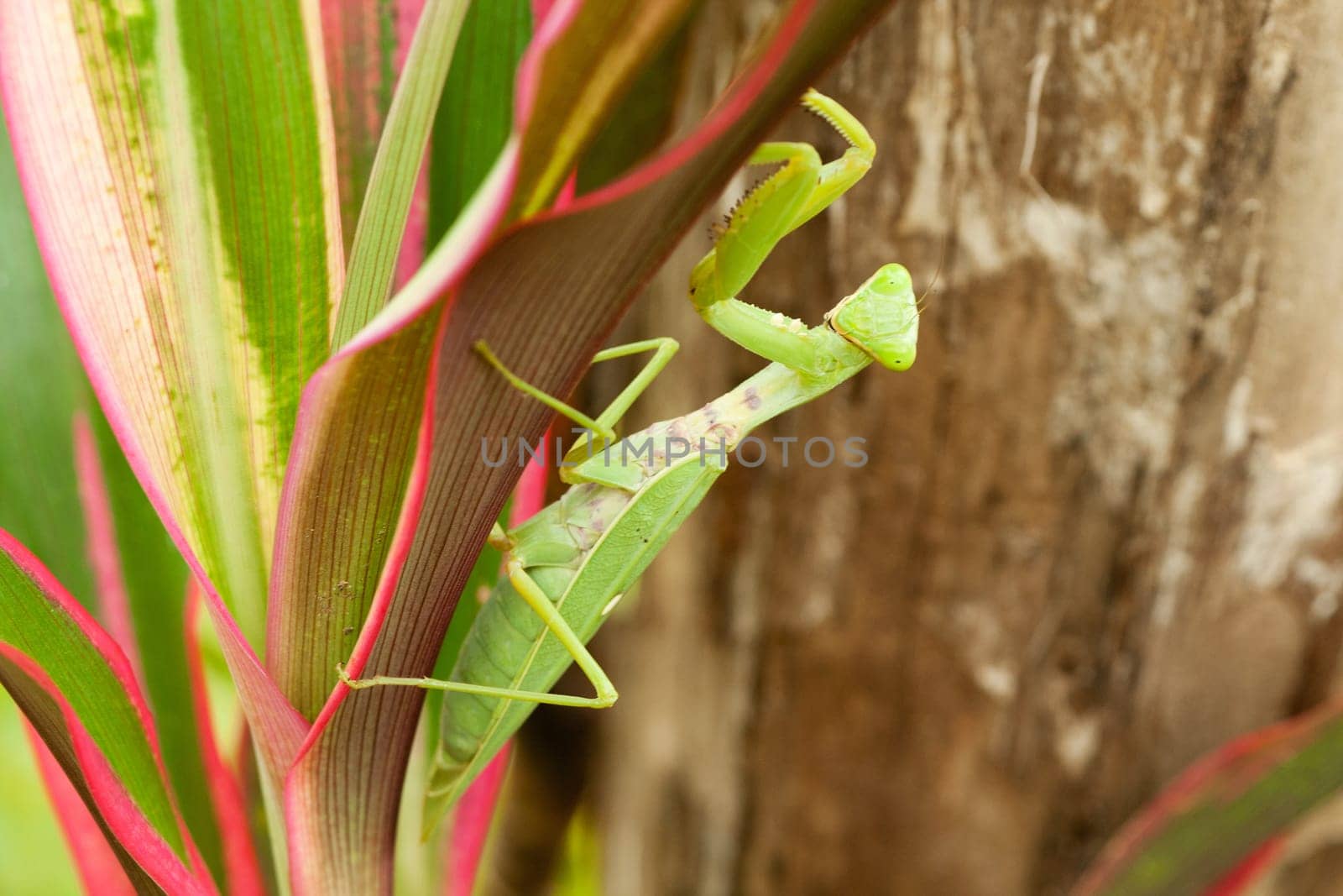 Praying mantis,close-up of insect in nature