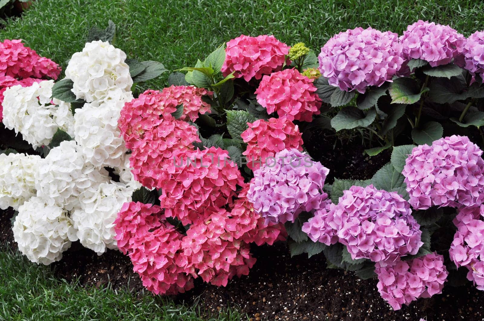 Hydrangea Hortensia flower of plantae angiosperms cornales hydrangeaceae