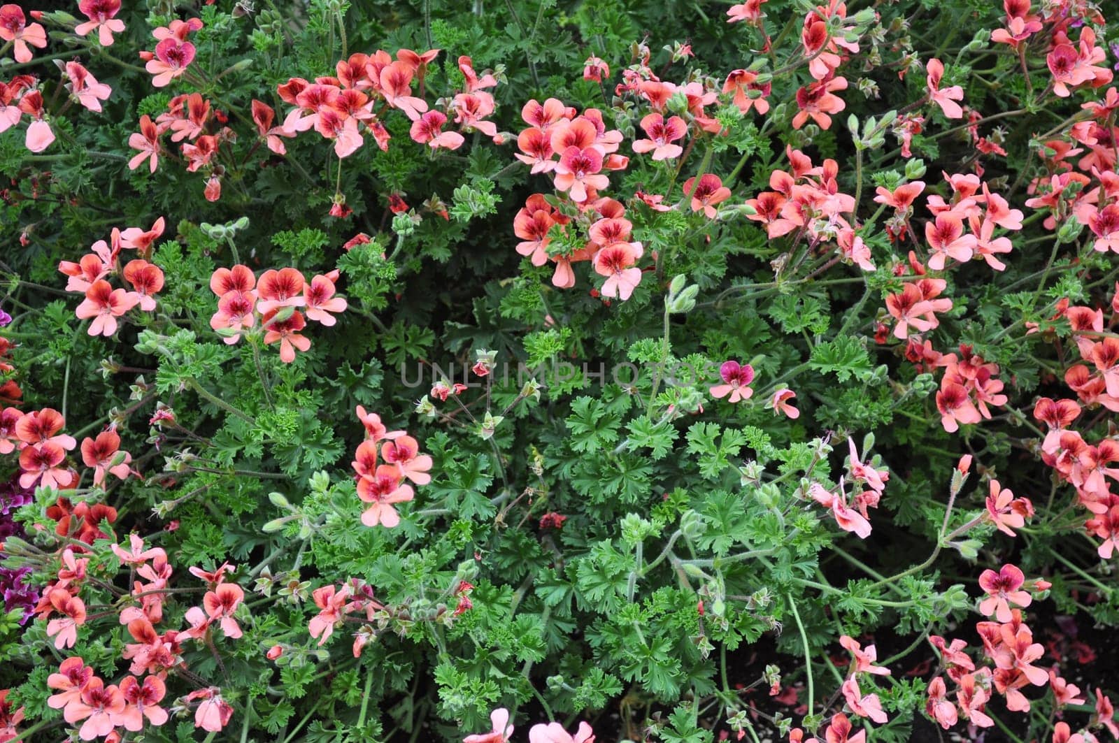 Geranium flower (cranesbills plantae magnoliophyta eudicots geraniales geraniaceae)