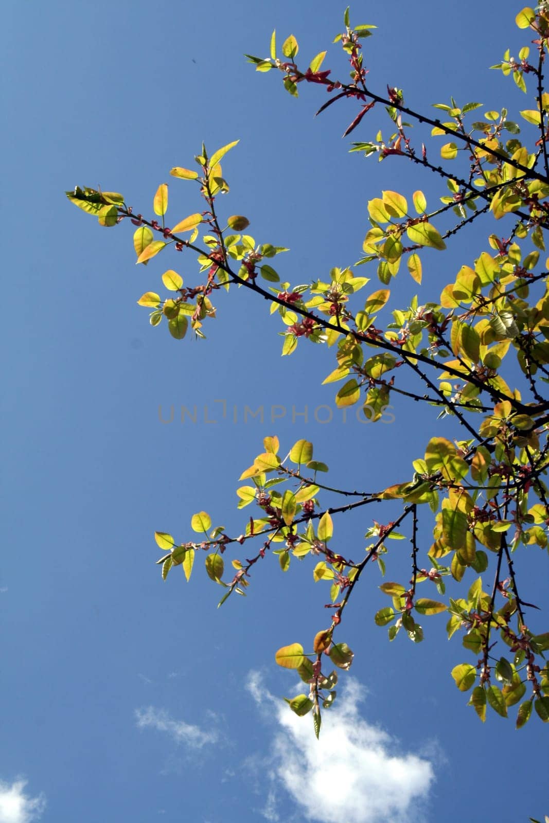 Backlit foliage set against bright, blue sky