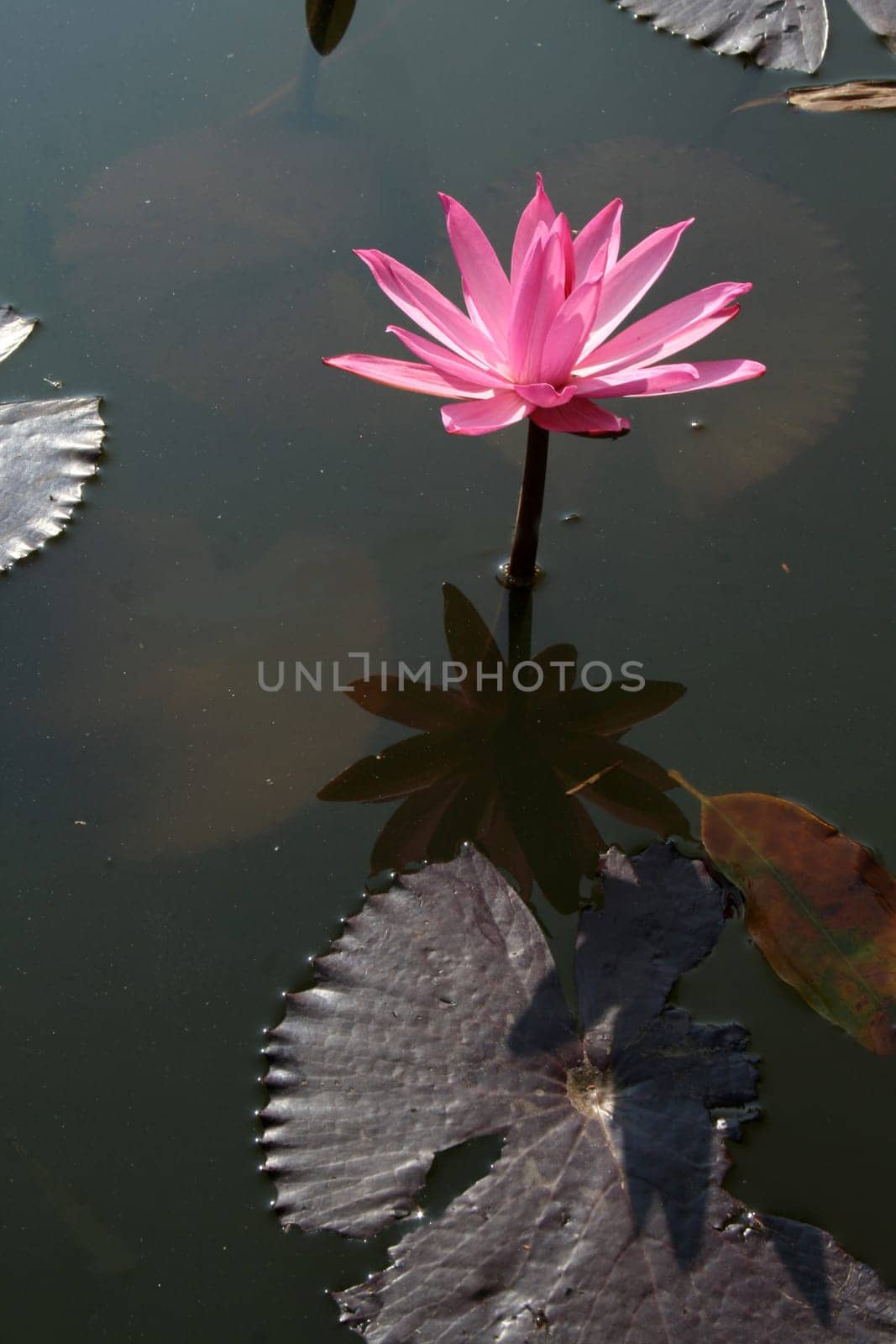 Beautiful pink lotus flower against backdrop of dark water