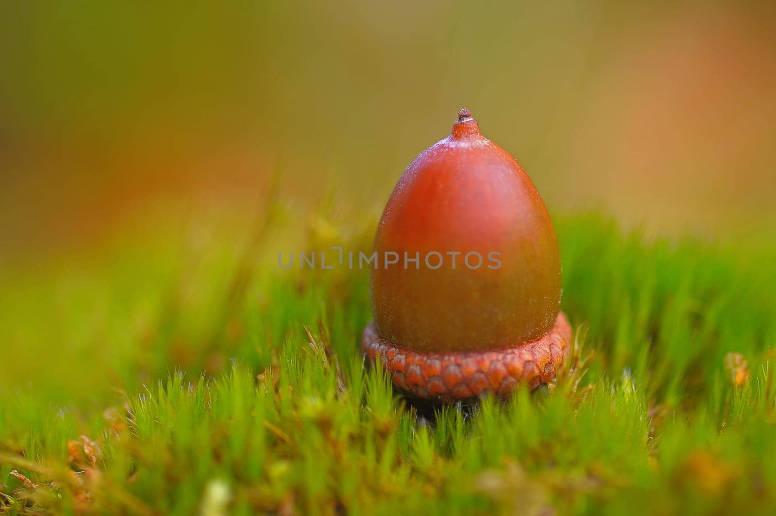 Acorn