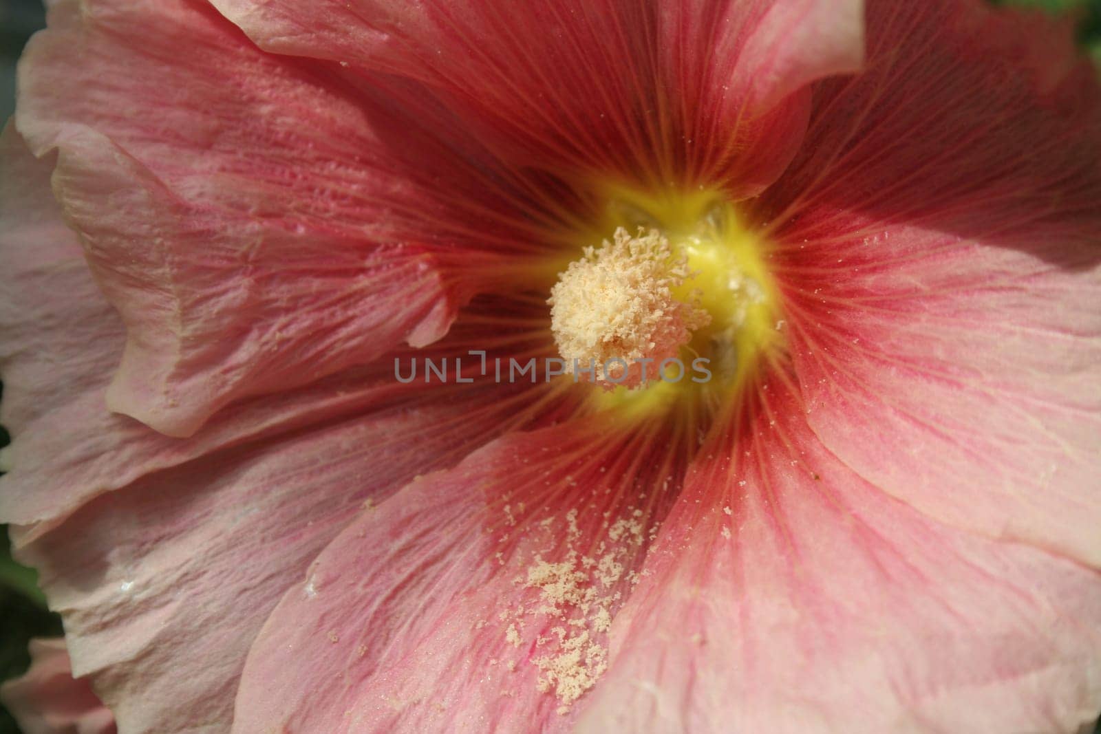 White pollen dust fallen on petal of pink hibiscus