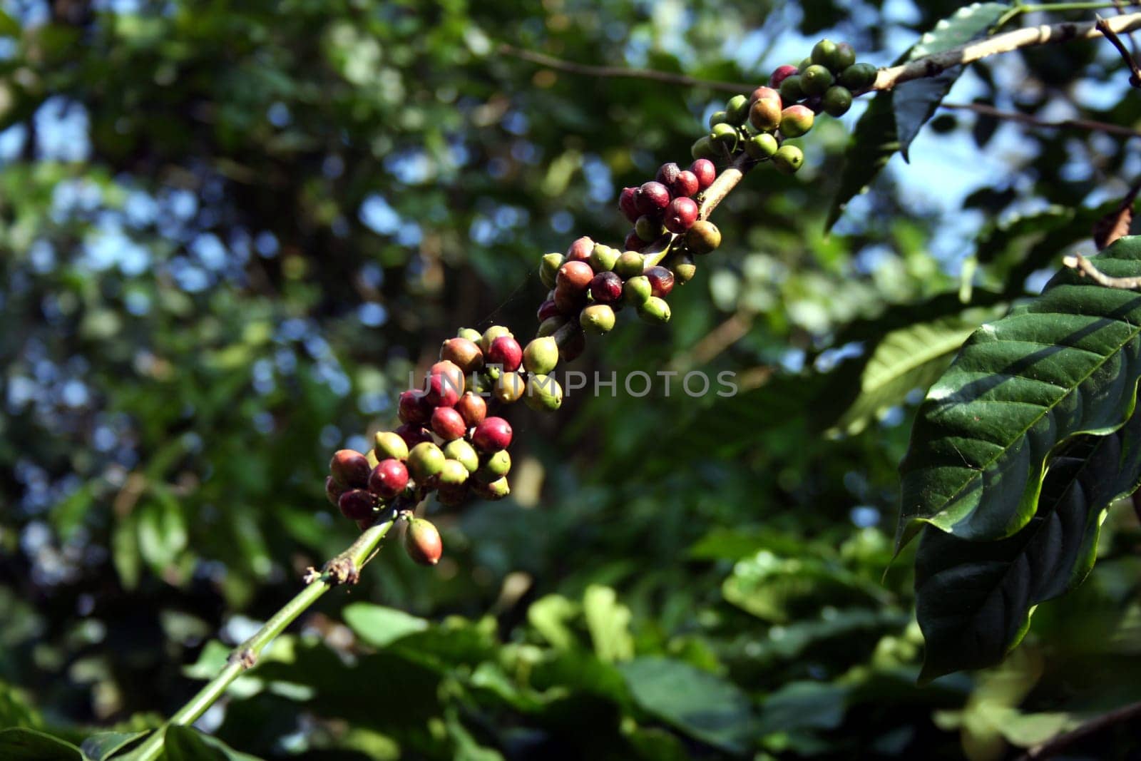 Bunch of green and reddish coffee beans