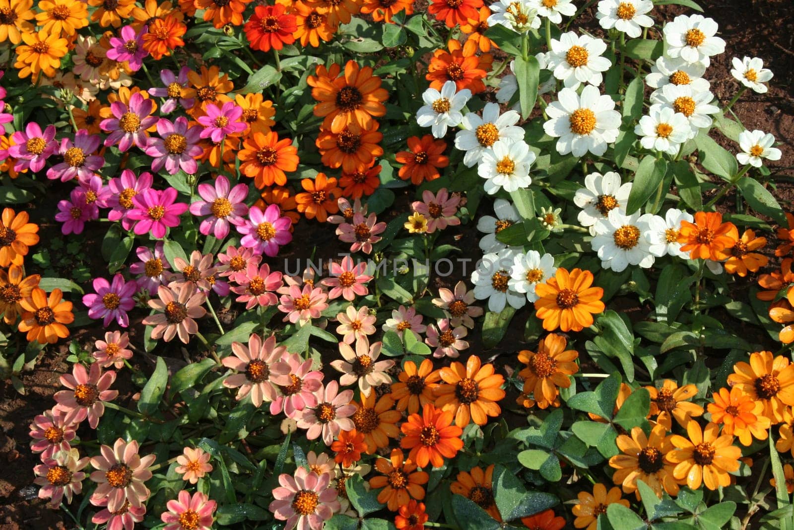 Section of beautiful and colourful/colorful bed of flowers