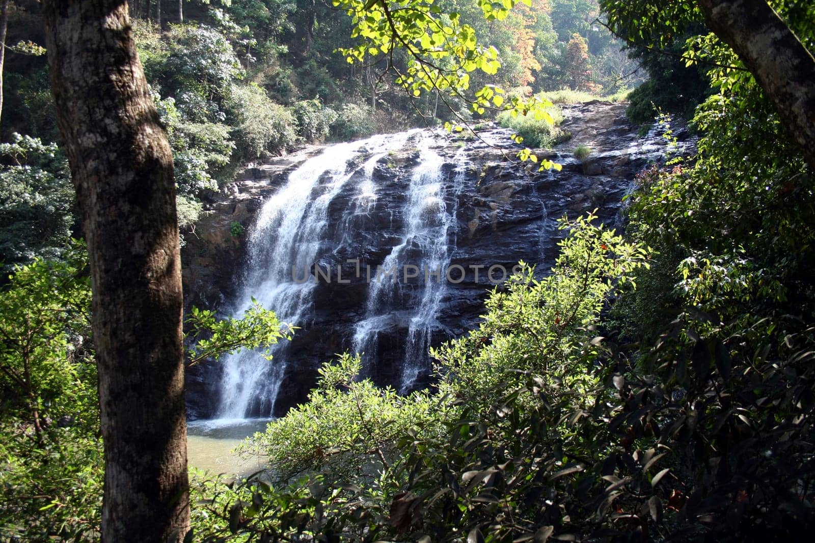 Water Falls viewed amidst thick and lush green vegetation
