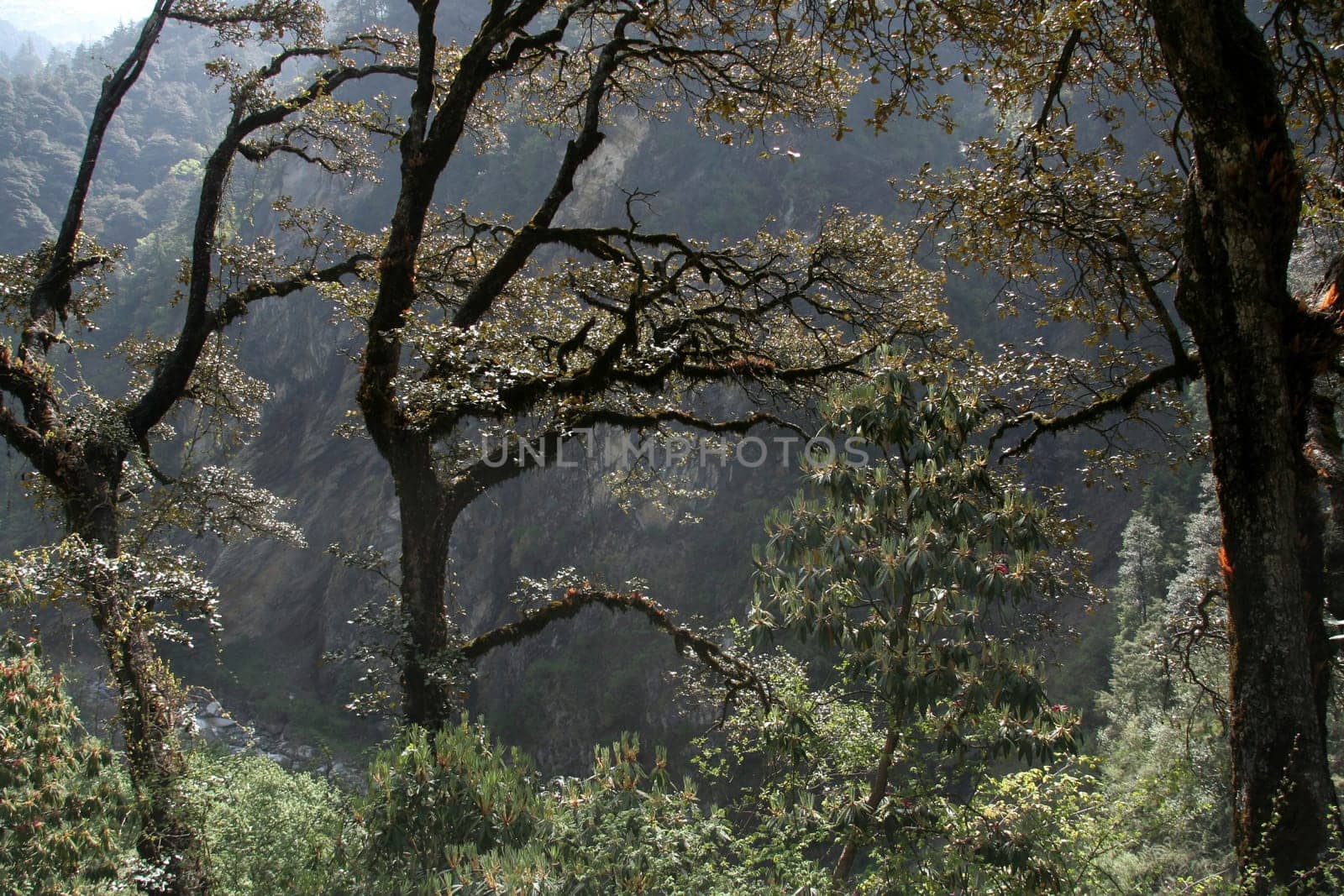 Landscape lined with forest tree lit in morning tress