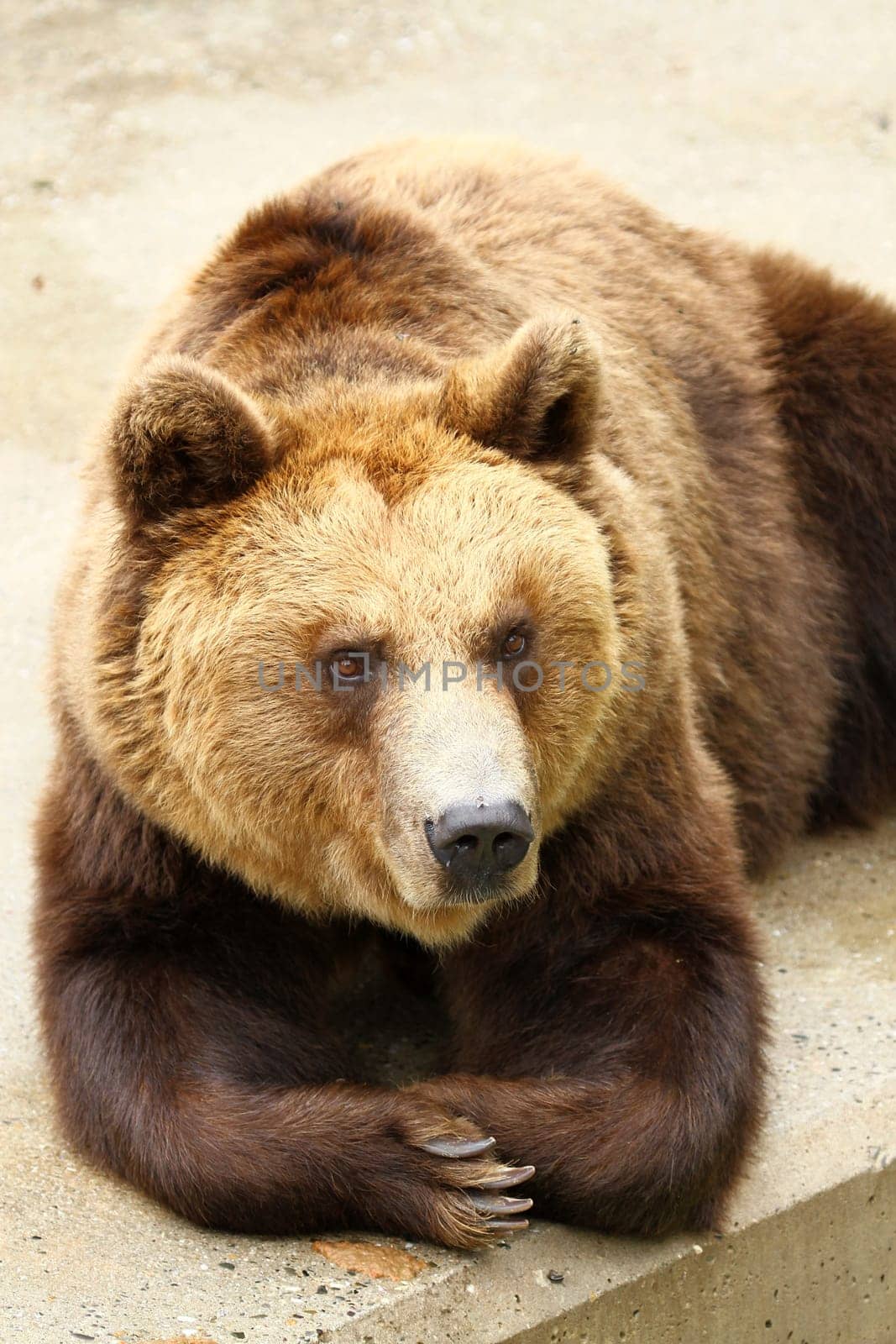 brown bear
