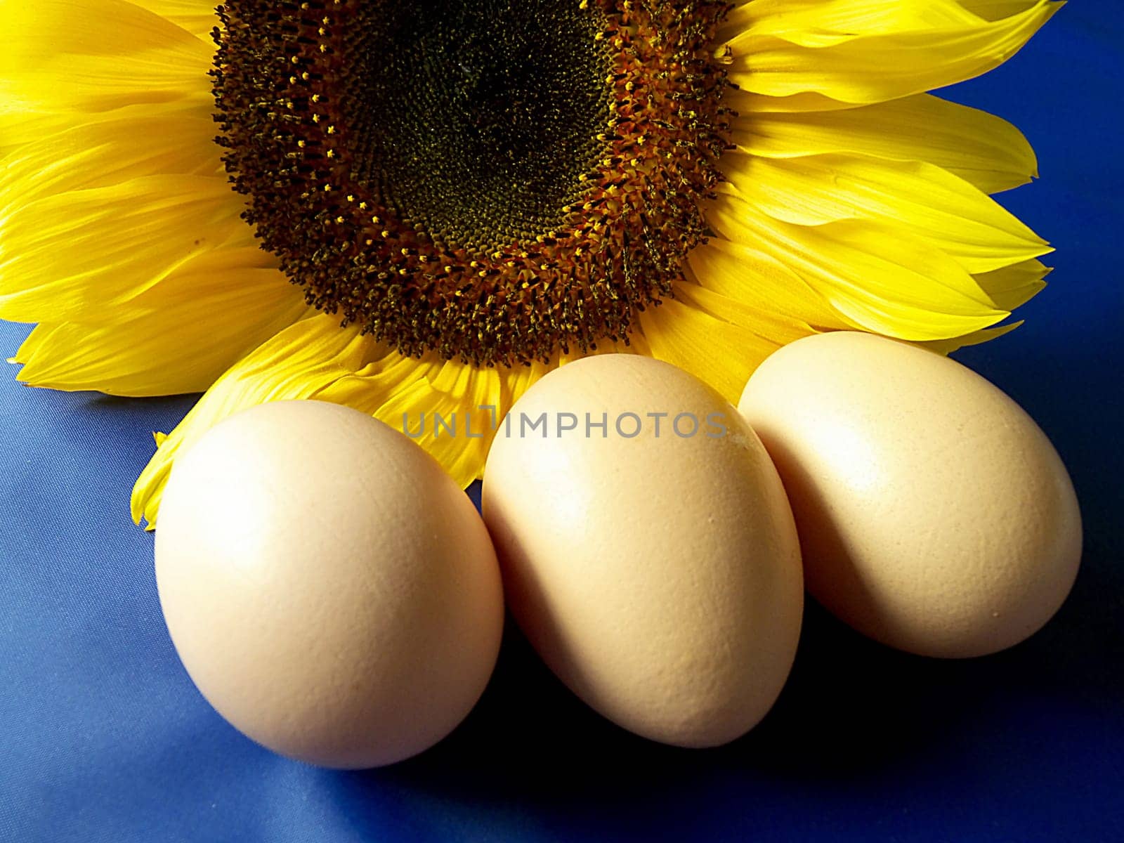 three fresh raw organic eggs with a sunflower