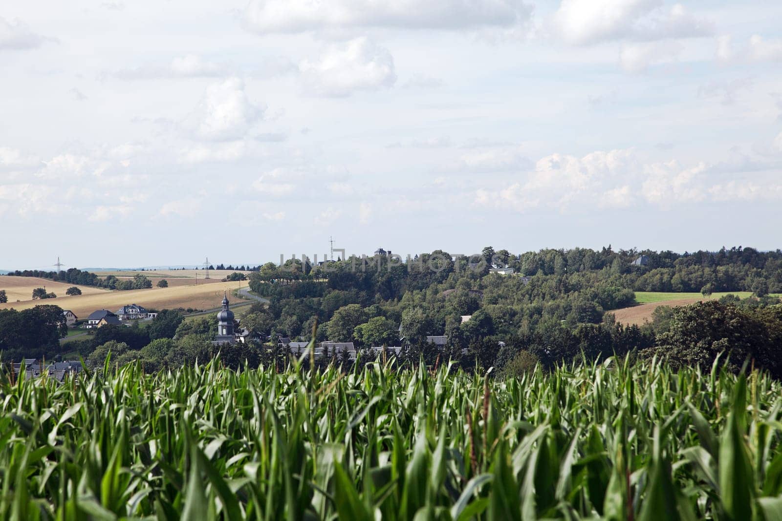 Cornfield