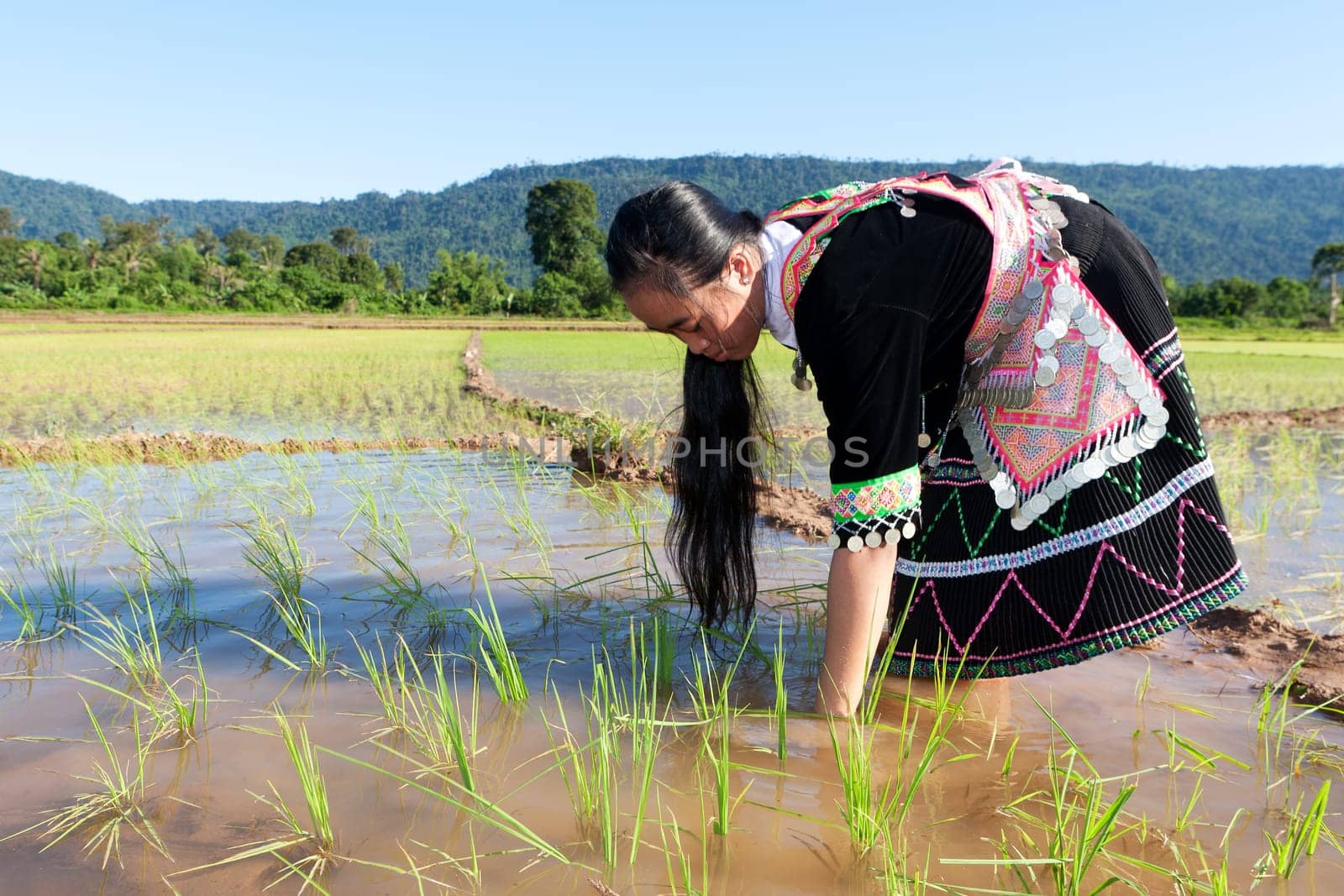 Work in the rice field,Hmong in traditional costume in Laos