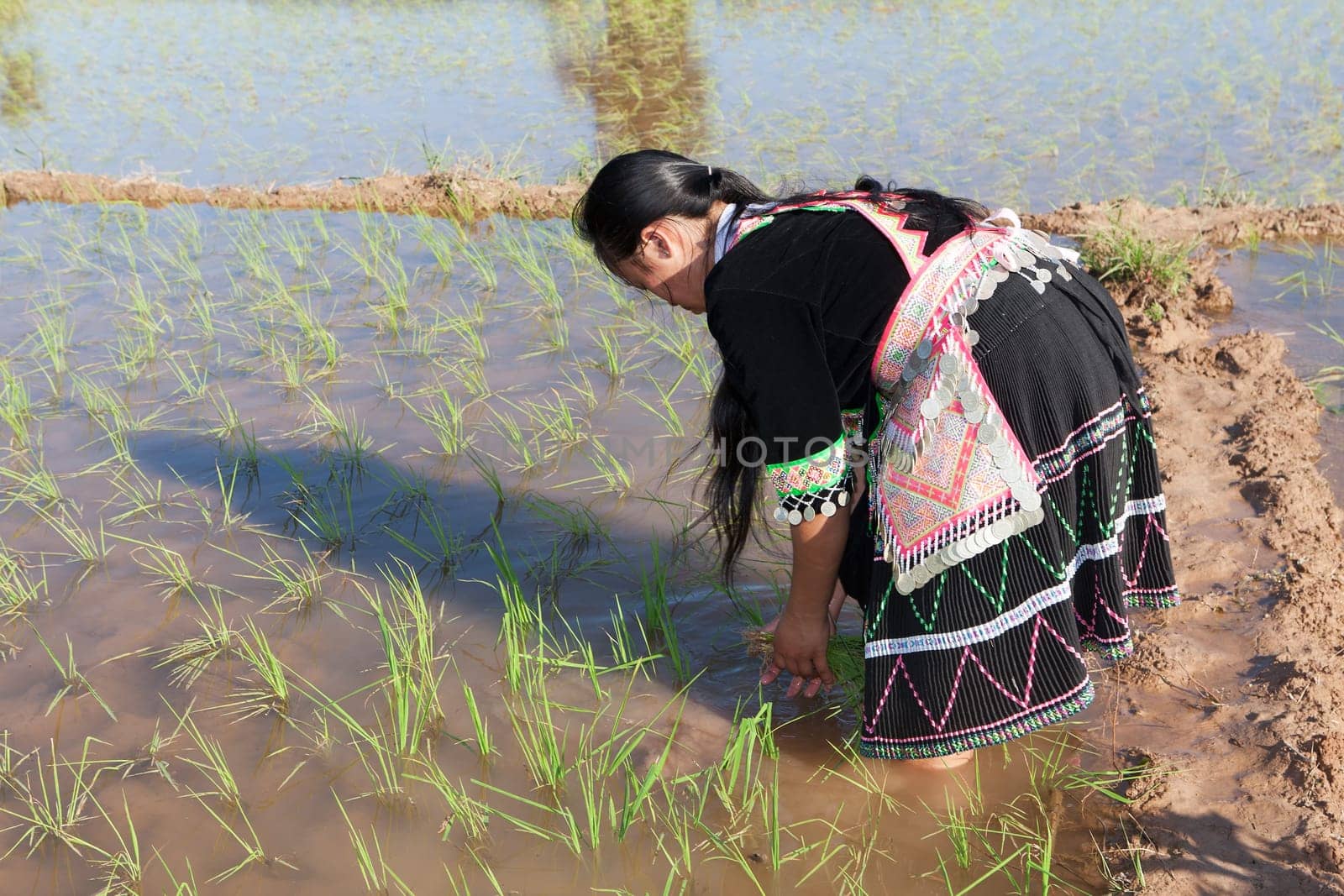Work in the rice field,Hmong in traditional costume in Laos