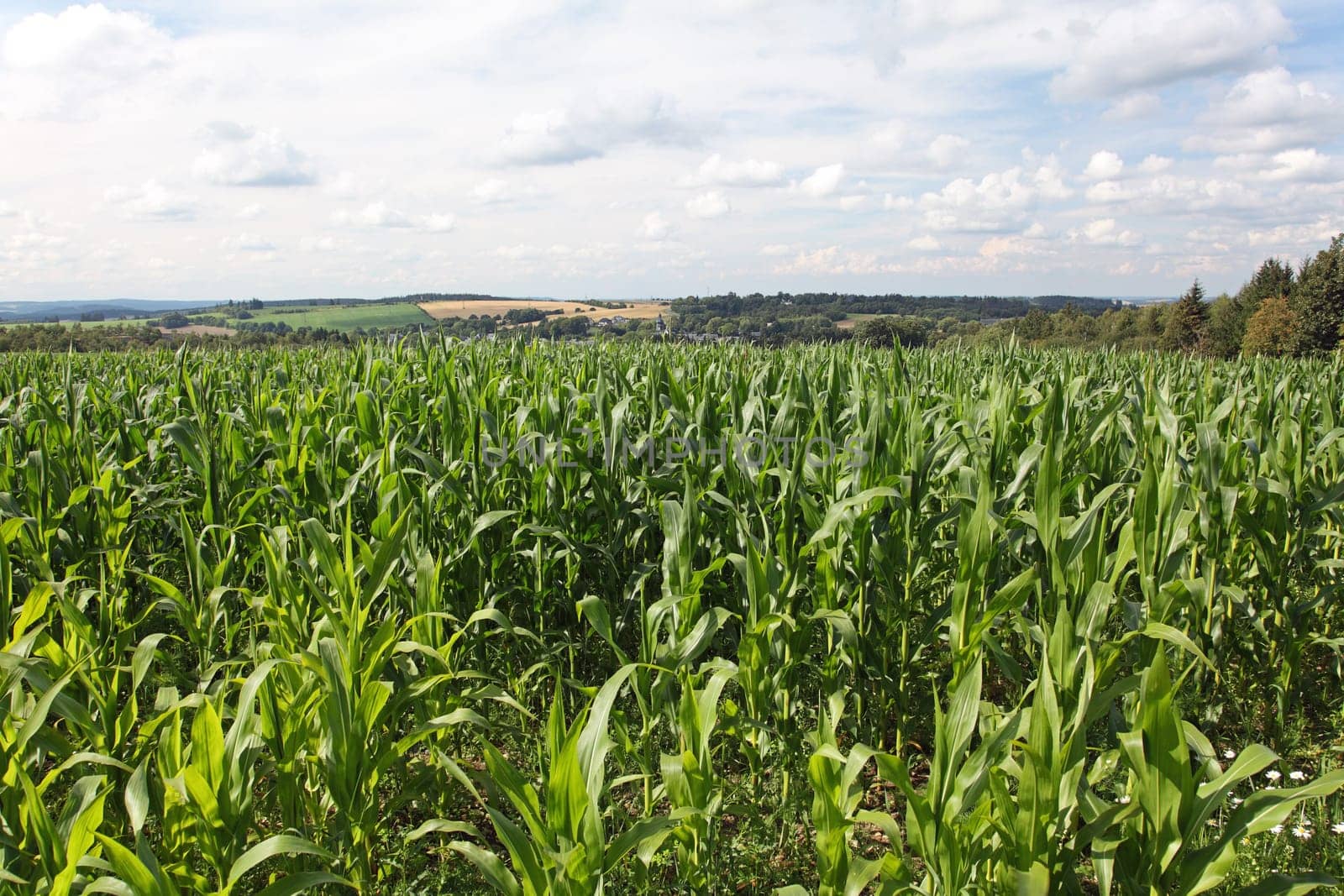 Cornfield