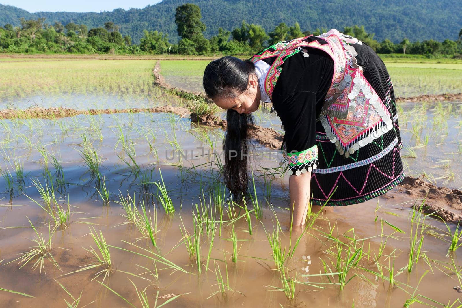 Work in the rice field,Hmong in traditional costume in Laos