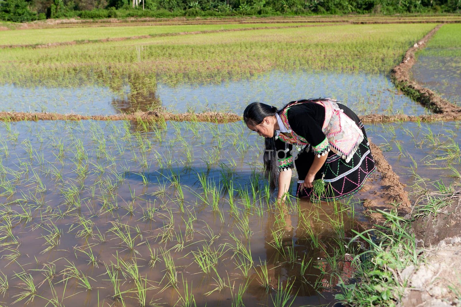 Work in the rice field,Hmong in traditional costume in Laos