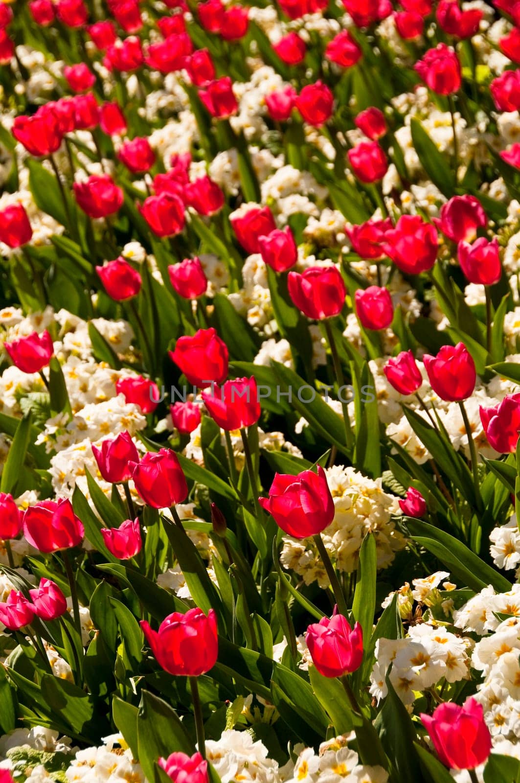 Red tulips and white flowers