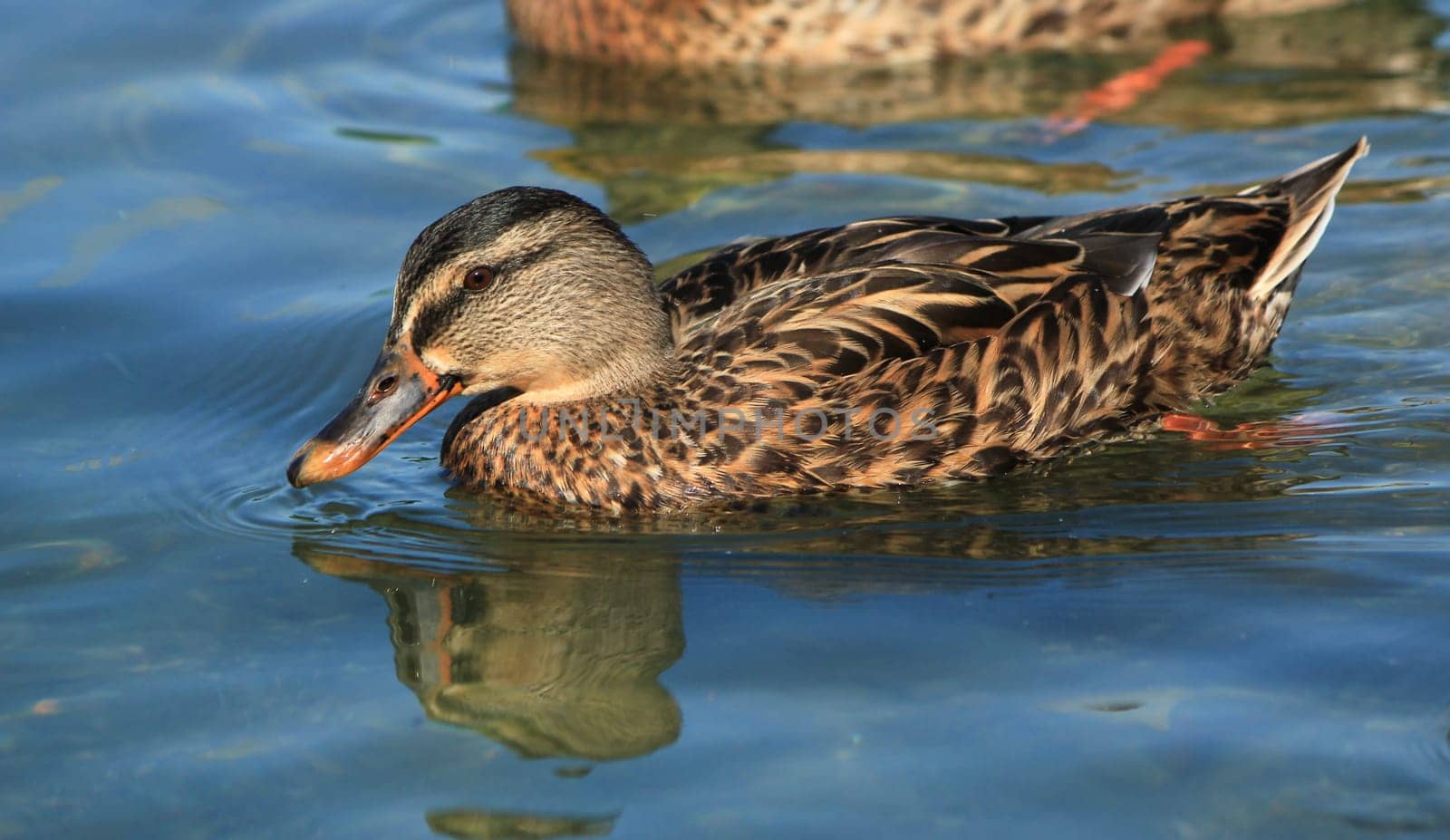 Female mallard duck floating on the waterlake by sunset, Geneva, Switzerland