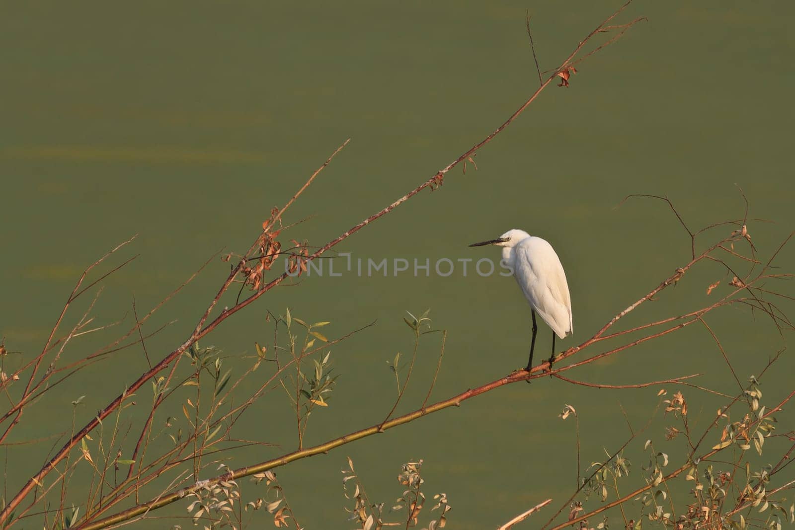 Little egret (Egretta garzetta) standing on a branch