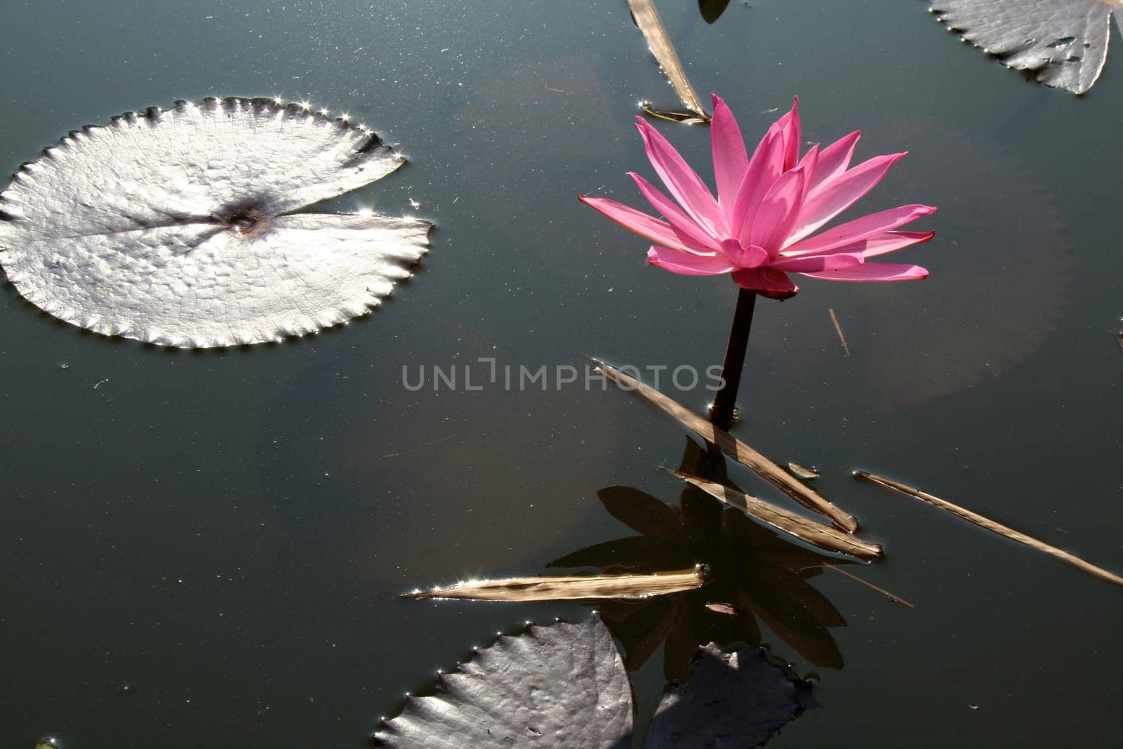 Beautiful pink lotus flower with shiny floating leaves