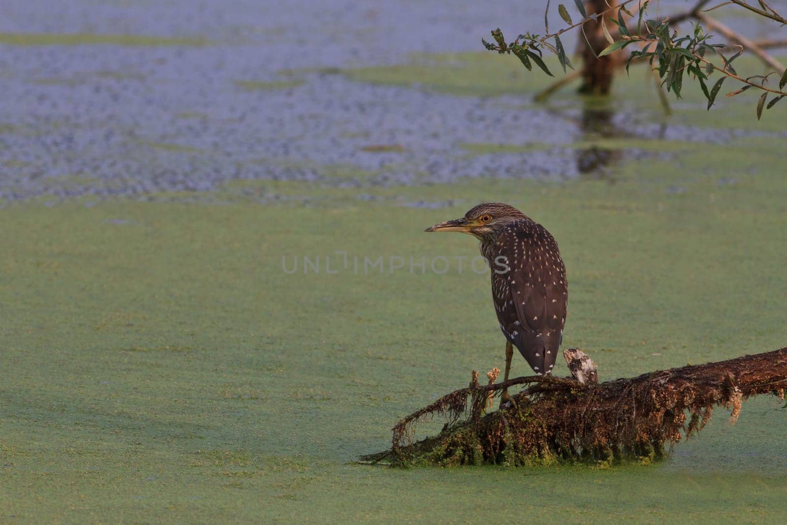 a juvenile of black crowned night heron (Nycticorax nycticorax)