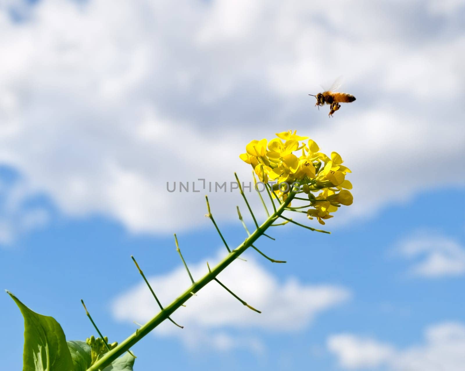 Spring day with blue sky rain clouds and bee pollinating flowers