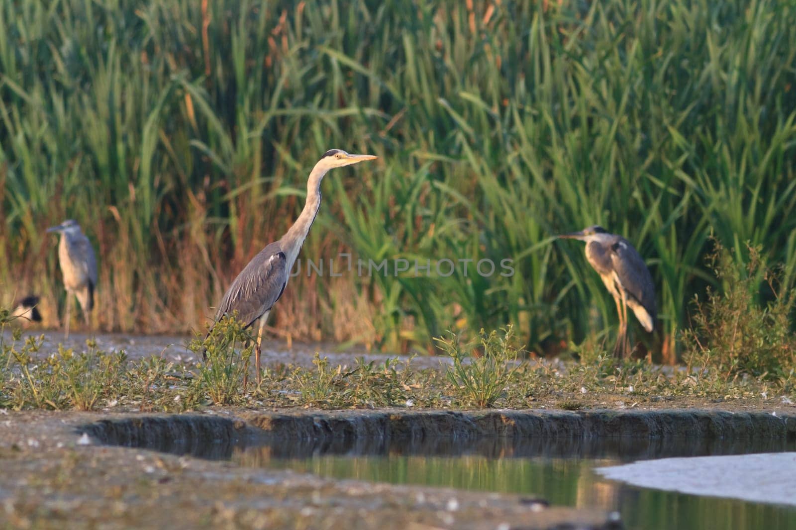 grey heron (ardea cinerea) standing on a lake
