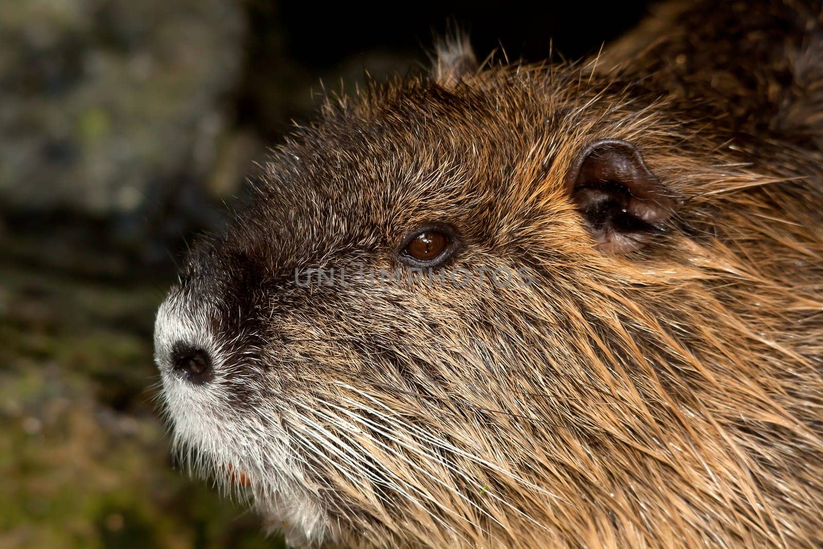 Coypu