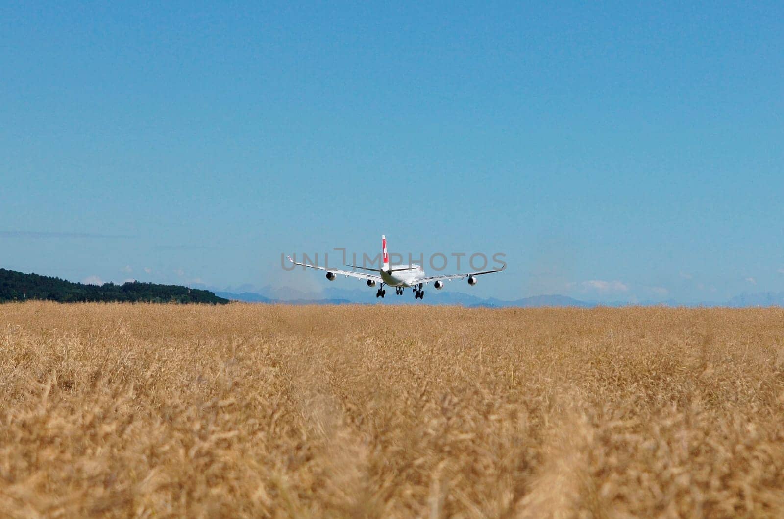 Landing in the cornfield